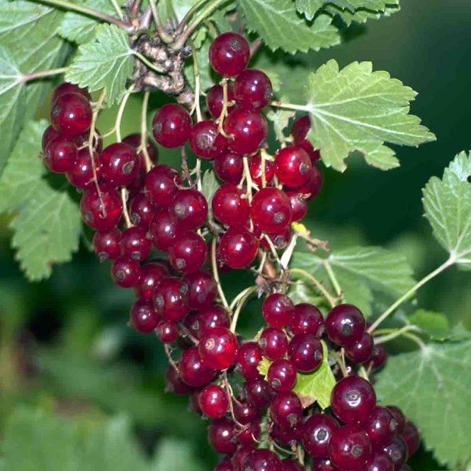 Hovedbilde Rips 'Rød Hollandsk'