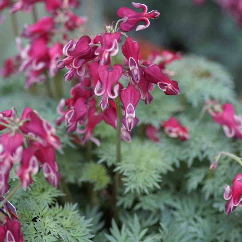 Småhjerte 'Burning hearts'