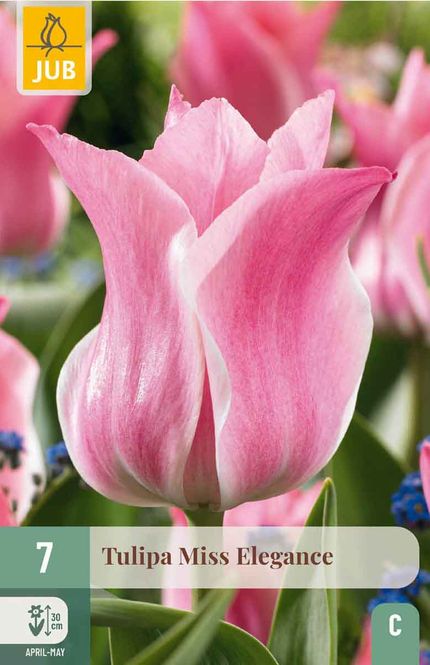 Hovedbilde Tulipanløk, Triumph- 'Miss Elegance' 7pk