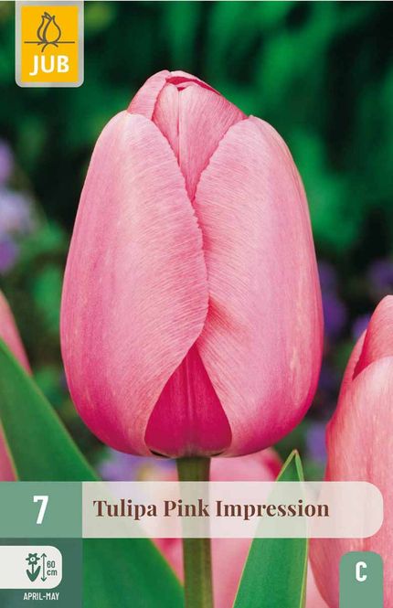 Hovedbilde Tulipanløk, Darwin-Hybrid- 'Pink impression' 7 pk