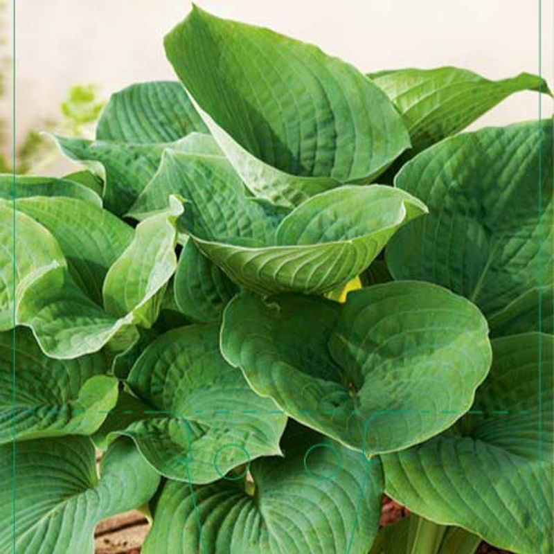 Hosta 'Elegans'