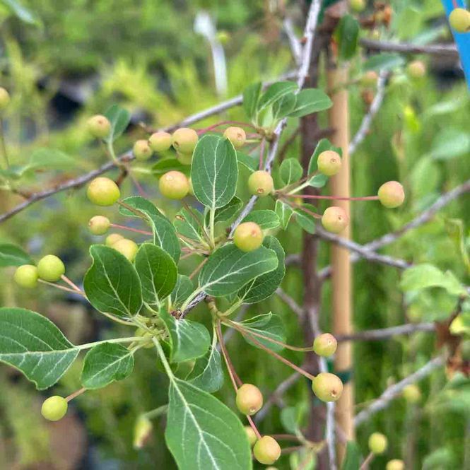 Hovedbilde Prydeple 'Dolgo'