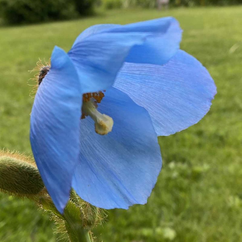 Valmuesøster, blå 'Lingholm'