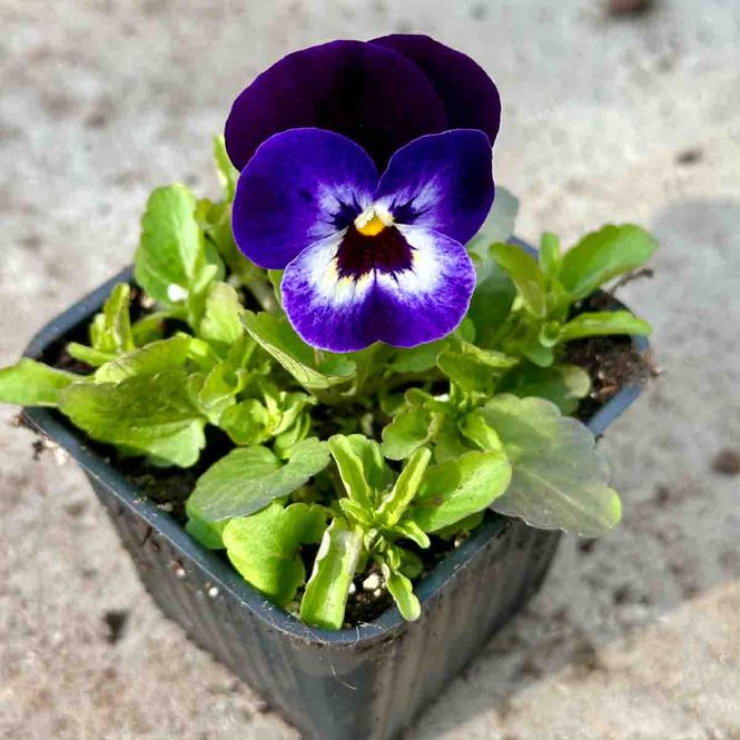 Hovedbilde Sommerblomst 7,5 cm potte