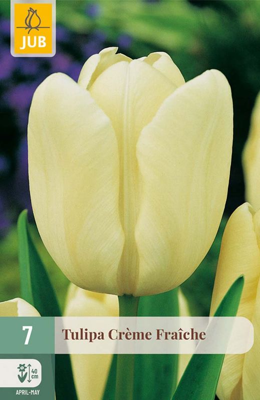 Tulipanløk, Triumph- 'Creme Fraiche' 7pk