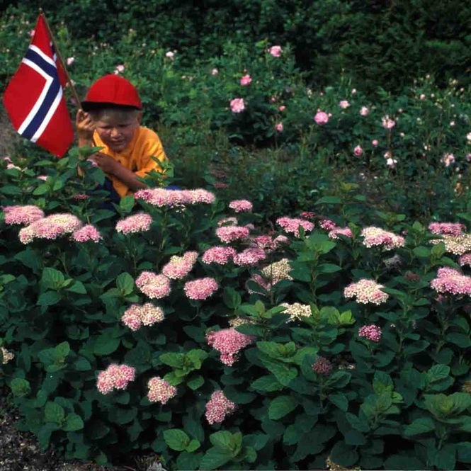 Hovedbilde Rubinspirea