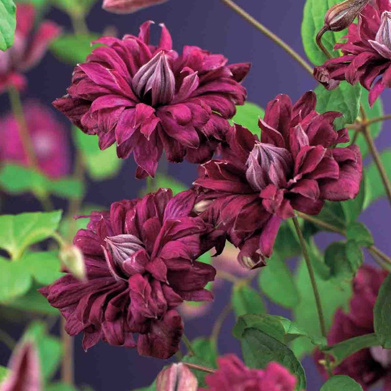Hageklematis 'Purpurea Plena Elegans'