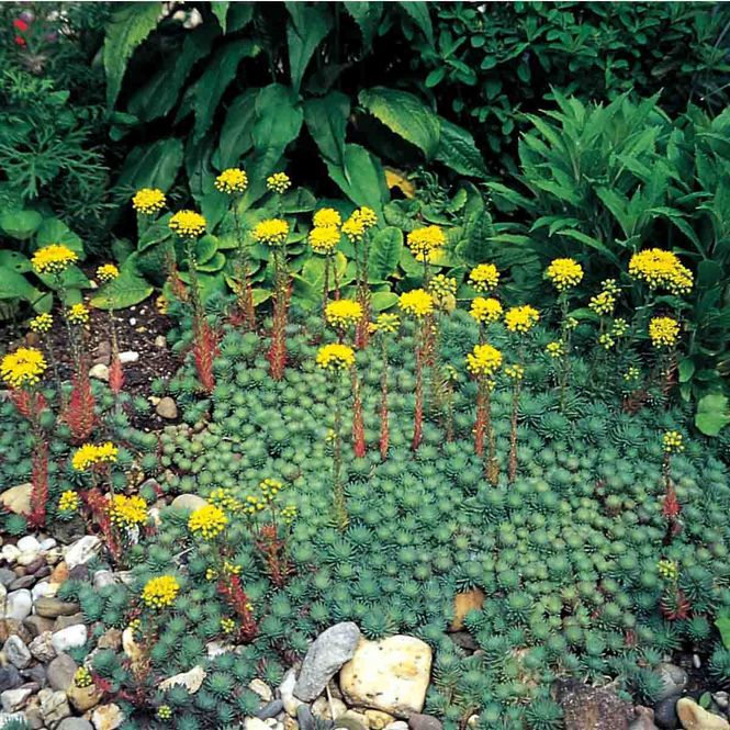 Hovedbilde Bergknapp, Brodd- 