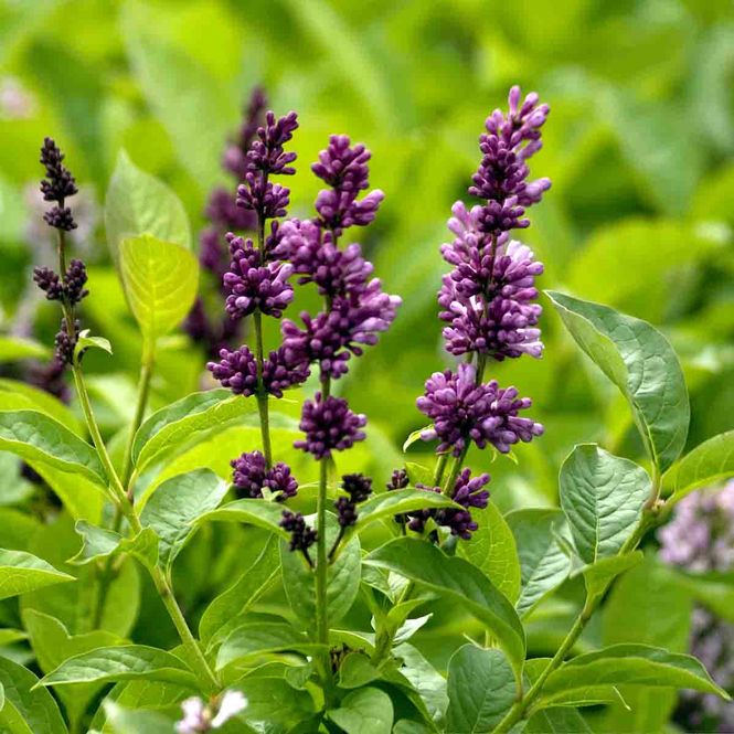 Hovedbilde Fjellsyrin 'San'