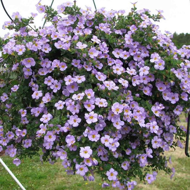 Hovedbilde Bacopa