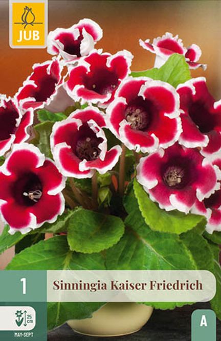 Hovedbilde Fagerblom 'Kaiser Friedrich'