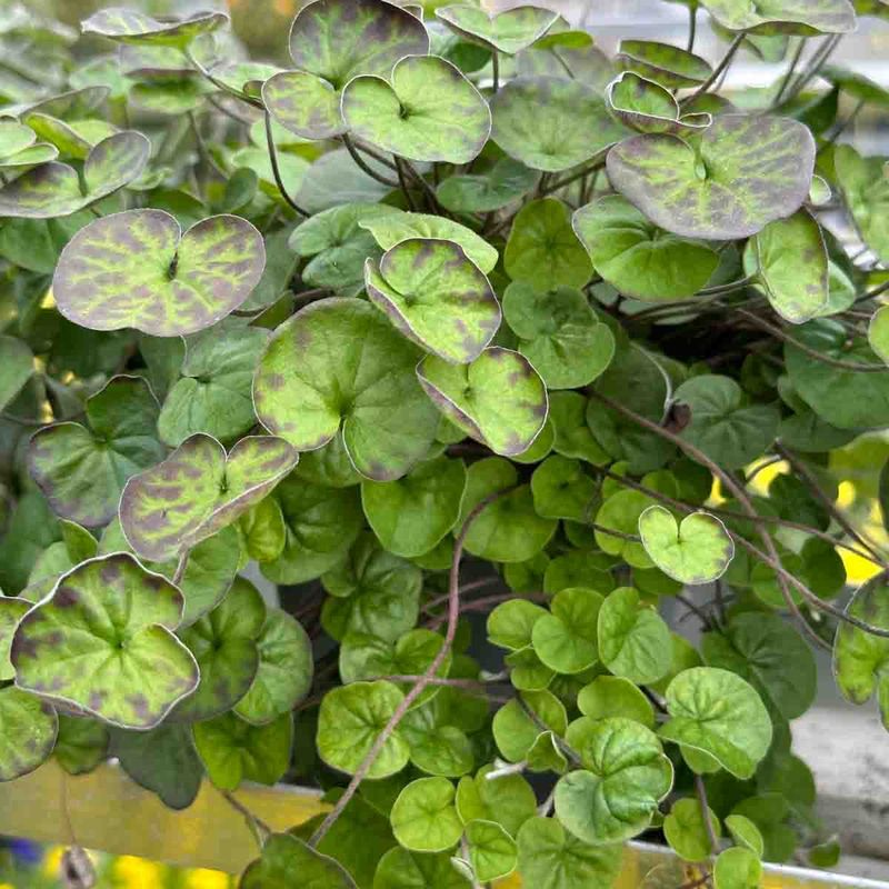 Dichondra