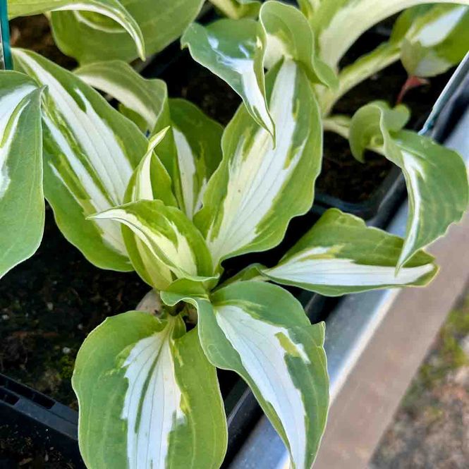 Hovedbilde Hosta 'Night before christmas'