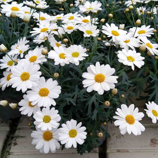 Hovedbilde Margeritt