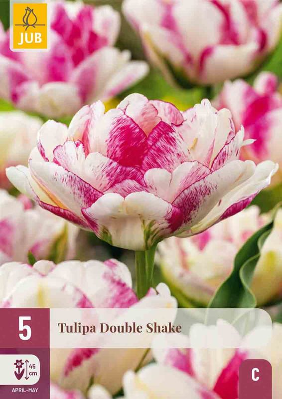 Tulipanløk, exclusive 'Double Shake' 5pk