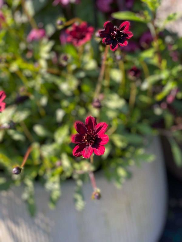 Cosmos, sjokolade-