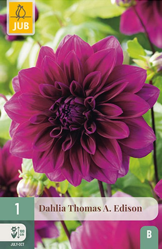 Georgine 'Thomas A. Edison'