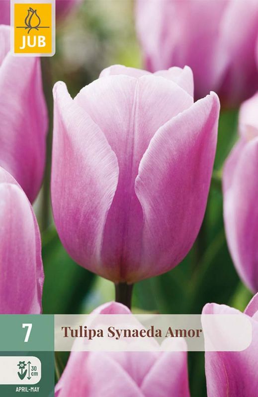 Tulipanløk, Triumph- 'Synaeda Amor' 7pk