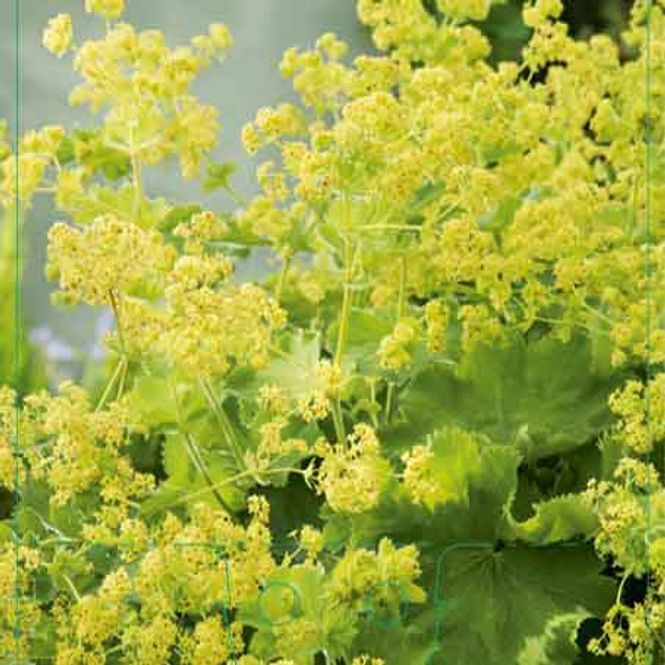 Hovedbilde Marikåpe, stor-