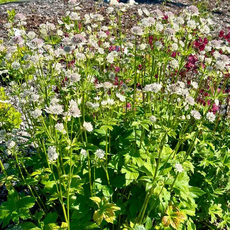 Stjerneskjerm, stor 'Florence'