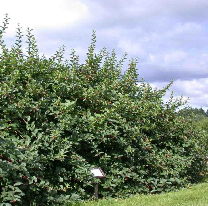 Hovedbilde Skjermleddved 'Kera'