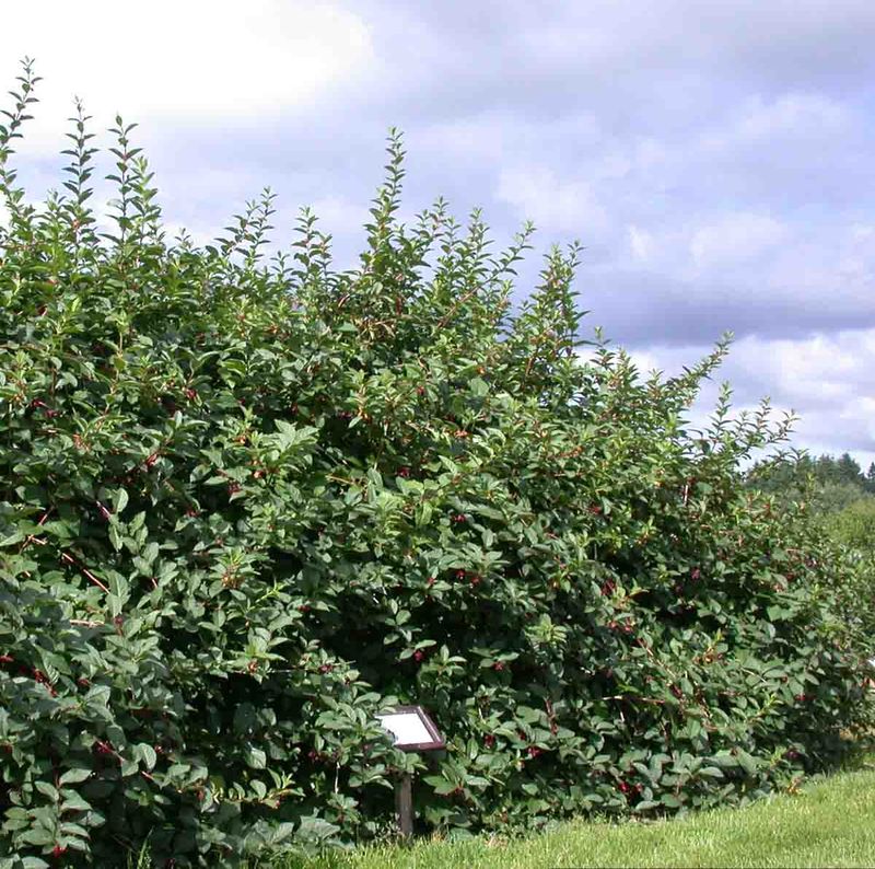 Skjermleddved 'Kera'