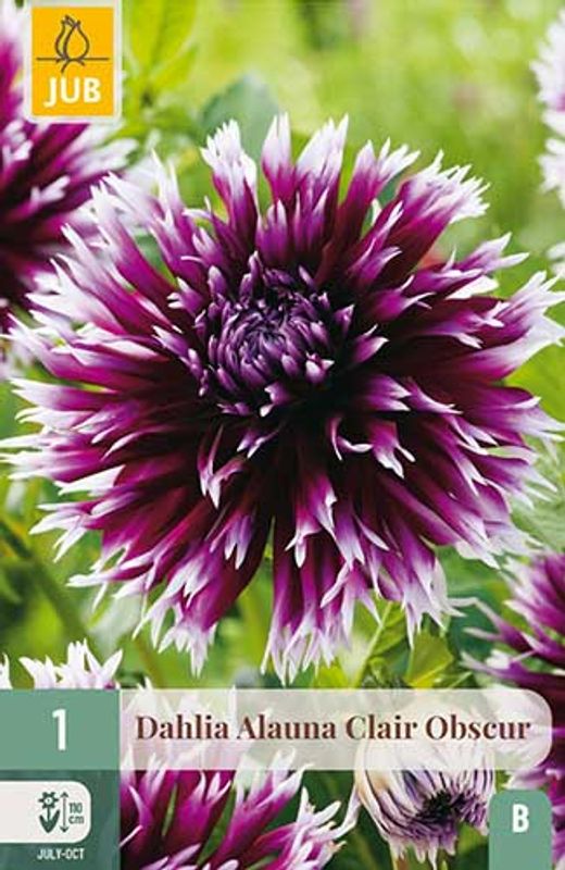 Georgine, Fimbriata-  'Alauna Clair Obscur'