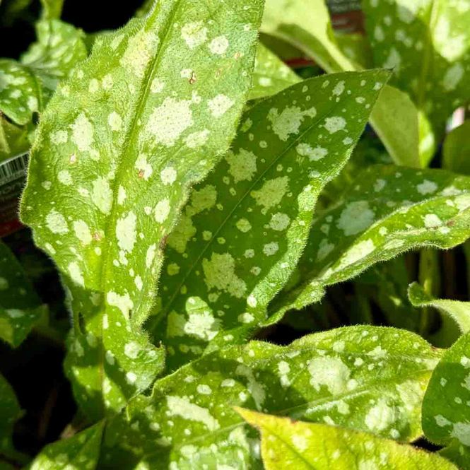Hovedbilde Lungeurt 'Trevi Fountain'