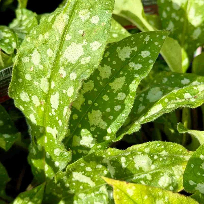 Lungeurt 'Trevi Fountain'