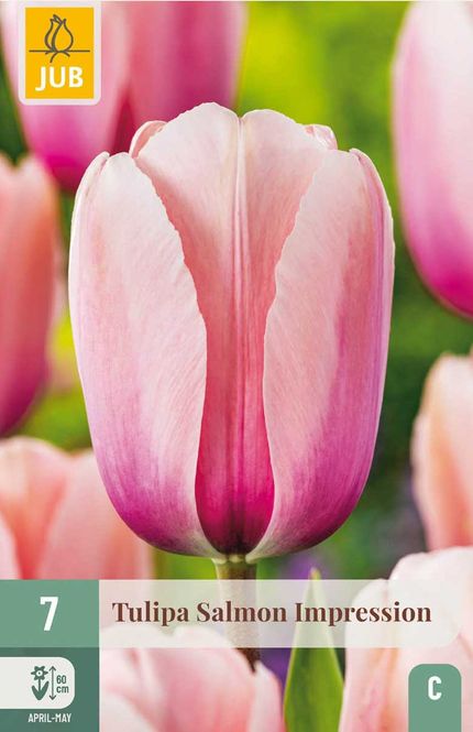 Hovedbilde Tulipanløk, Darwin Hybrid-  'Salmon impression' 7 ...
