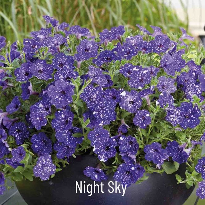 Hovedbilde Superpetunia 