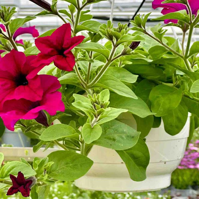 Hovedbilde Sommerblomst i ampel - 27 cm