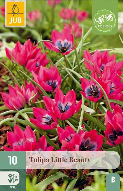 Hovedbilde Tulipanløk, Botanisk- 'Little Beauty' 10pk