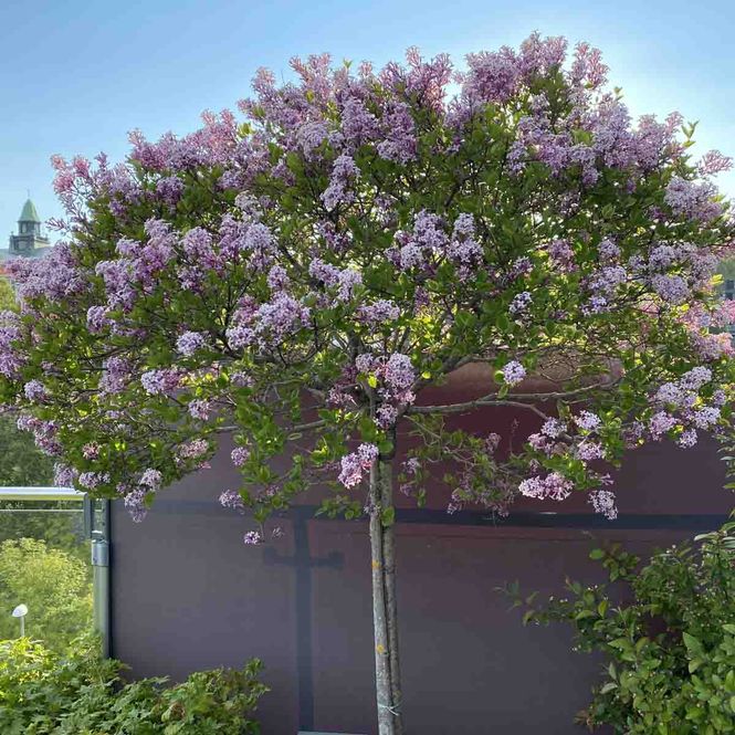 Hovedbilde Syrin, Dverg- Oppstammet 'Palibin'