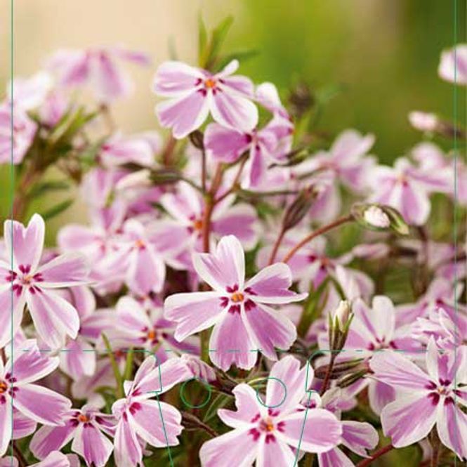 Hovedbilde Floks, Vår-  'Candy Stripes'