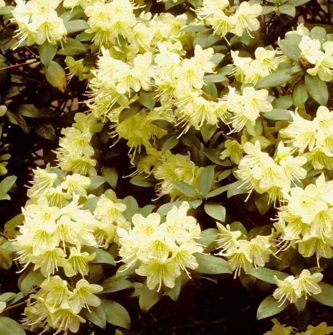 Hovedbilde Rhododendron 'Princess Anne'