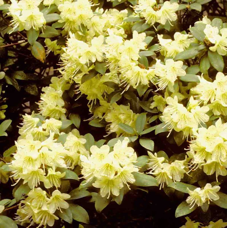 Rhododendron 'Princess Anne'