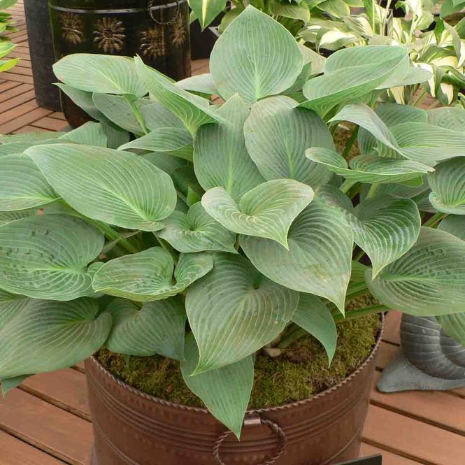 Hovedbilde Hosta  'Halcyon'