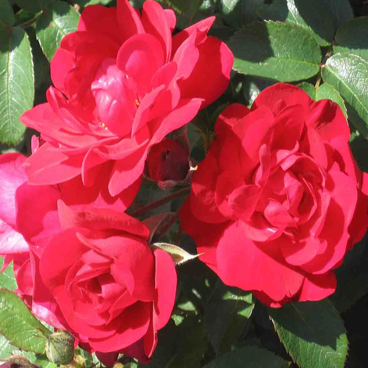 Buskrose 'Hansaland'