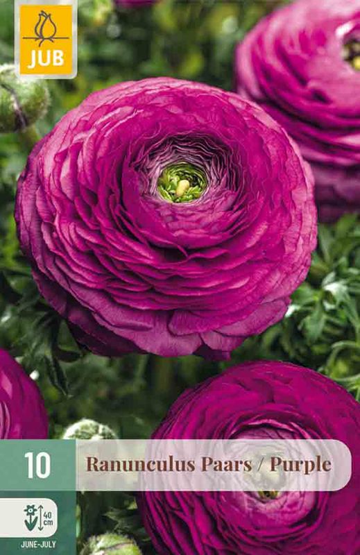 Ranunkler 'Purple' 10pk