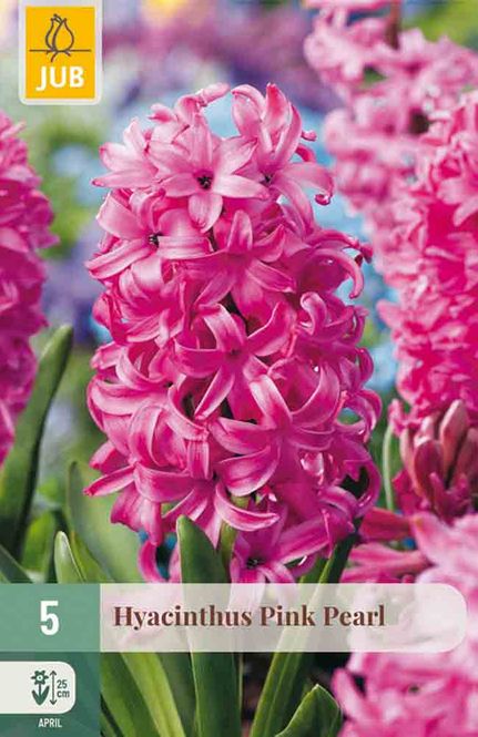 Hovedbilde Svibel 'Pink Pearl'