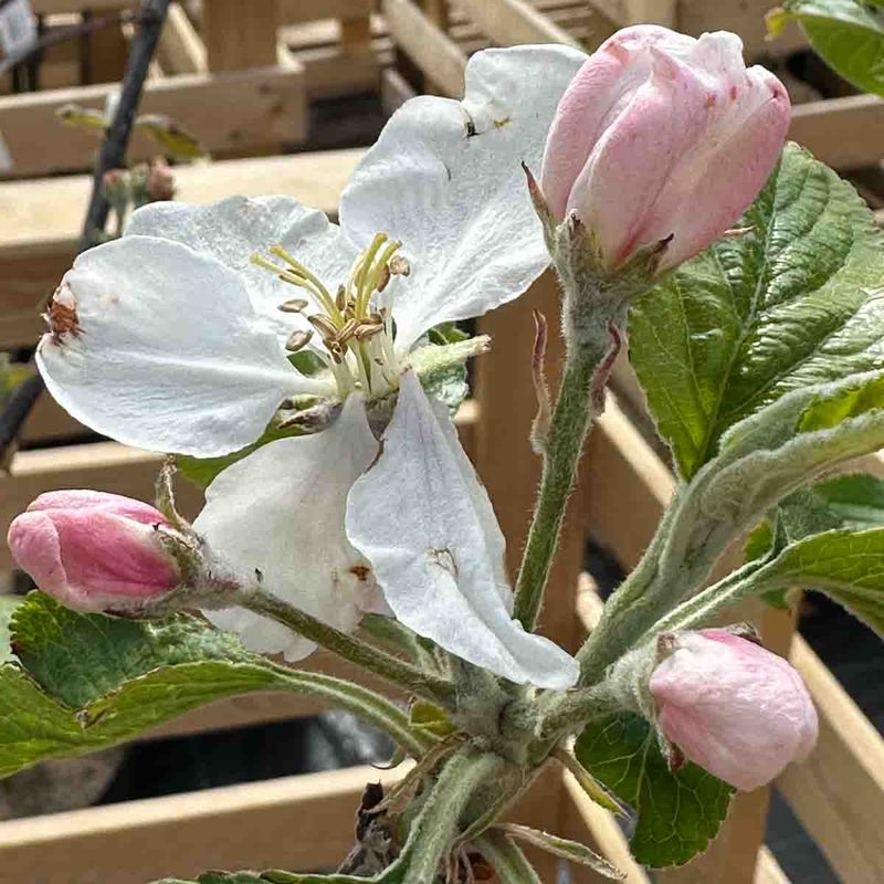 Epletre 'Rød Haugmann'