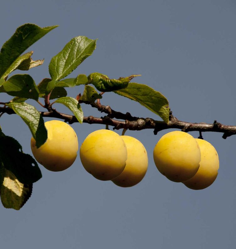 Plommetre 'Mirabelle de Nancy'