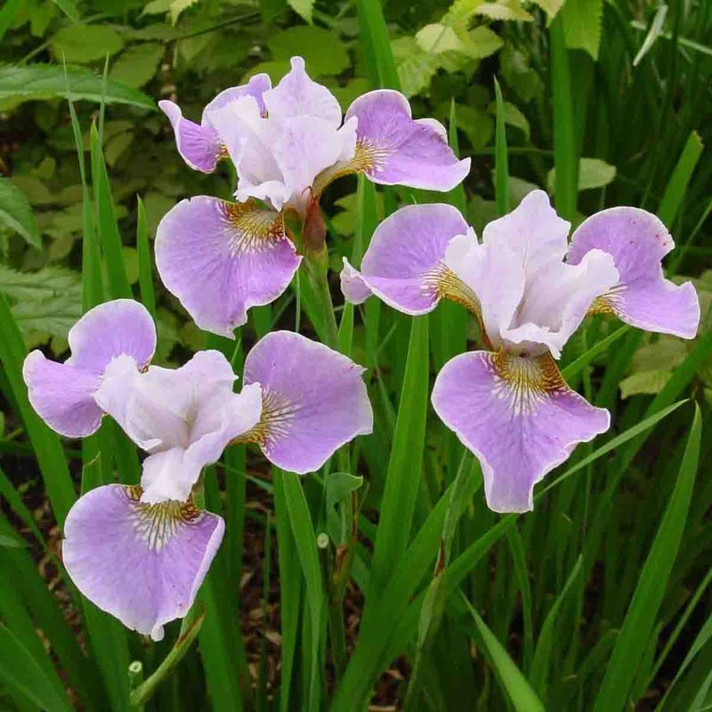 Iris, Sibir- 'Dance Ballerina Dance' 
