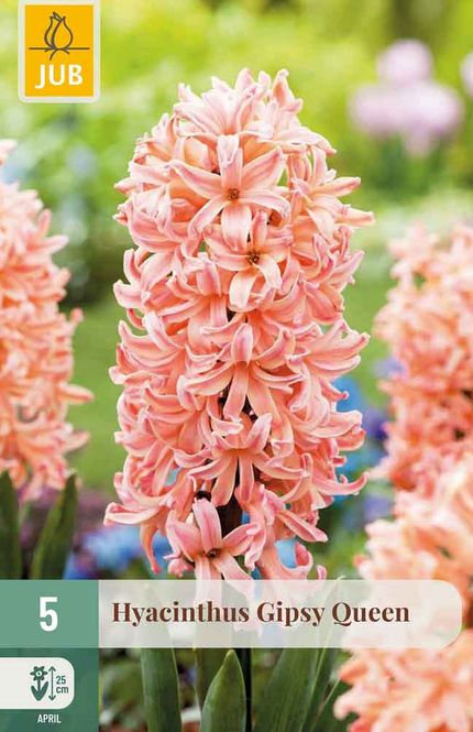 Hovedbilde Svibel 'Gipsy Queen'