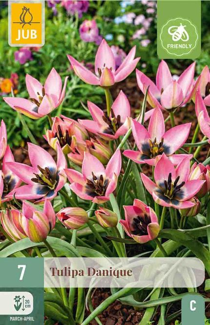 Hovedbilde Tulipanløk, Botanisk- 'Danique' 7pk