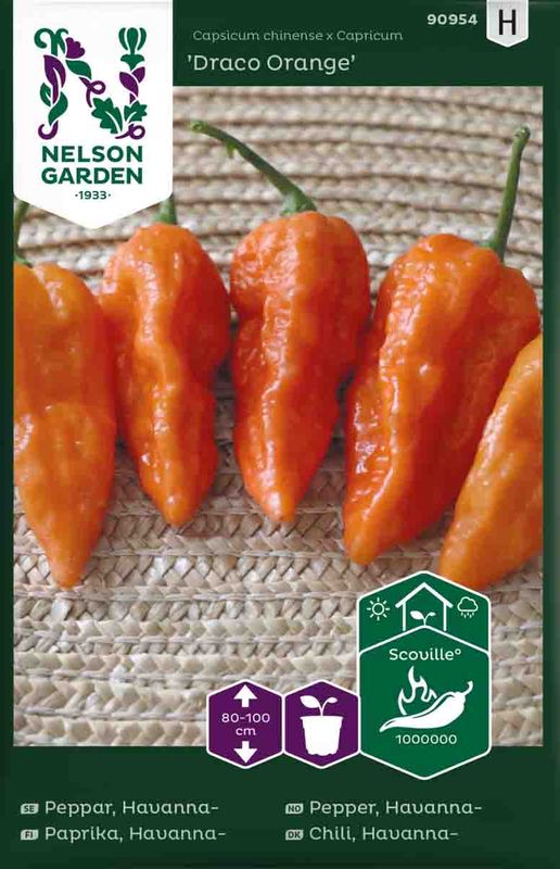 Chilipepper, Havanna-  'Draco Orange'