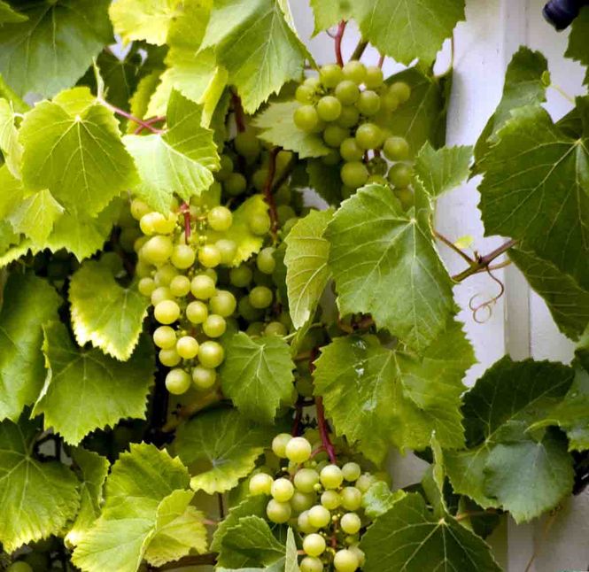 Hovedbilde Hagevinranke, 'Sukribe'  grønn drue 