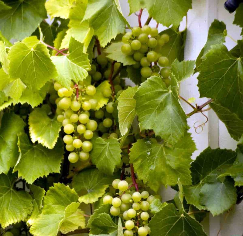 Hagevinranke, 'Sukribe'  grønn drue 