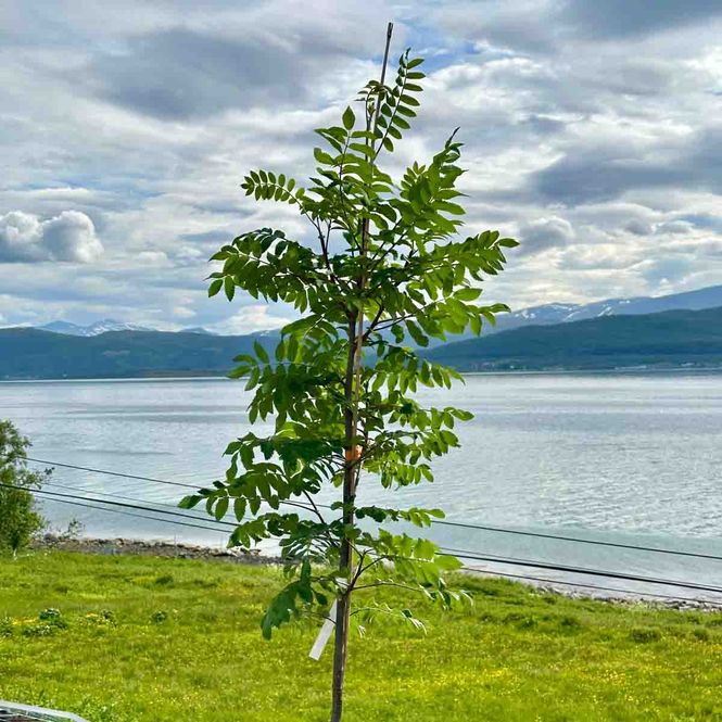 Hovedbilde Søylerogn 'Fastigata'